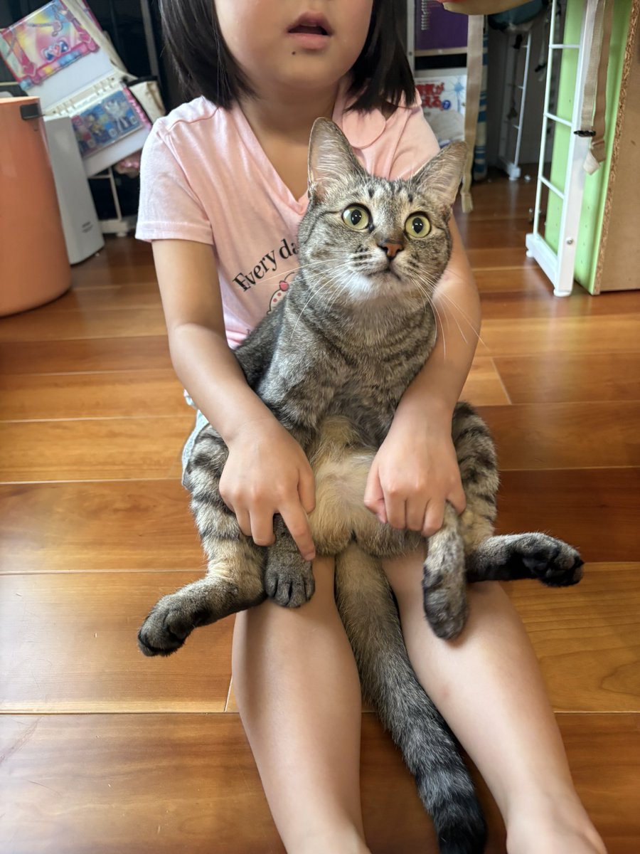 すずつむふう【我が家の可愛い猫's】 (@kagisuzu0531) / Posts / X
