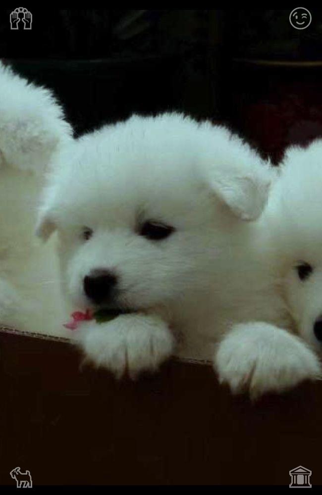 HOGG_Pickz's tweet photo. 一只灰色小松鼠在小径前疾驰而过，蓬松的尾巴剧烈摆动，随后消失在茂密的灌木丛中。这稍纵即逝的身影是林间生物在夏日清晨苏醒的第一个迹象。🤕与朋友一起玩飞镖，这些飞镖非常迷人。 https://t.co/2nmgJAw3th