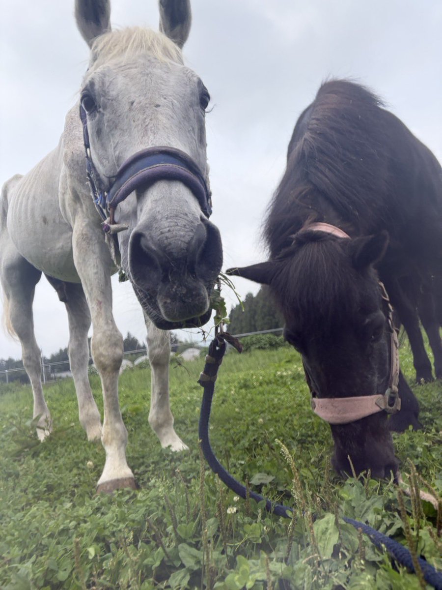 hiro31horse's tweet photo. どうかどうか地方競馬で成績が残せなくて処分寸前だった馬を31歳まで飼育できている奇跡をみなさんに見て貰いたいです！
フォローよろしくお願いします
#引退馬
#奇跡の31歳
#サラブレッド https://t.co/5hdNdEAbFV