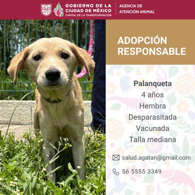 AgatanCdmx's tweet photo. La adopción es el camino para TRANSFORMAR a México y la CDMX  🇲🇽🐶👇🏽 #CDMXAnimalista @GobCDMX @ClaraBrugadaM https://t.co/Tf9Xsx7ZTa