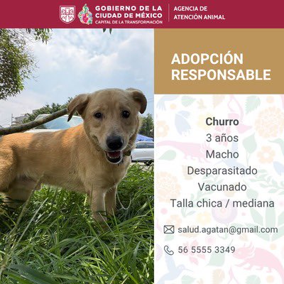 AgatanCdmx's tweet photo. La adopción es el camino para TRANSFORMAR a México y la CDMX  🇲🇽🐶👇🏽 #CDMXAnimalista @GobCDMX @ClaraBrugadaM https://t.co/Tf9Xsx7ZTa