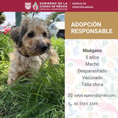 AgatanCdmx's tweet photo. La adopción es el camino para TRANSFORMAR a México y la CDMX  🇲🇽🐶👇🏽 #CDMXAnimalista @GobCDMX @ClaraBrugadaM https://t.co/Tf9Xsx7ZTa
