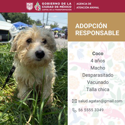 AgatanCdmx's tweet photo. La adopción es el camino para TRANSFORMAR a México y la CDMX  🇲🇽🐶👇🏽 #CDMXAnimalista @GobCDMX @ClaraBrugadaM https://t.co/Tf9Xsx7ZTa
