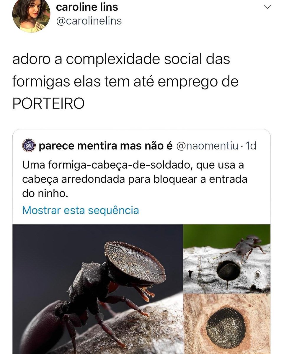Pérolas do tt tweet media
