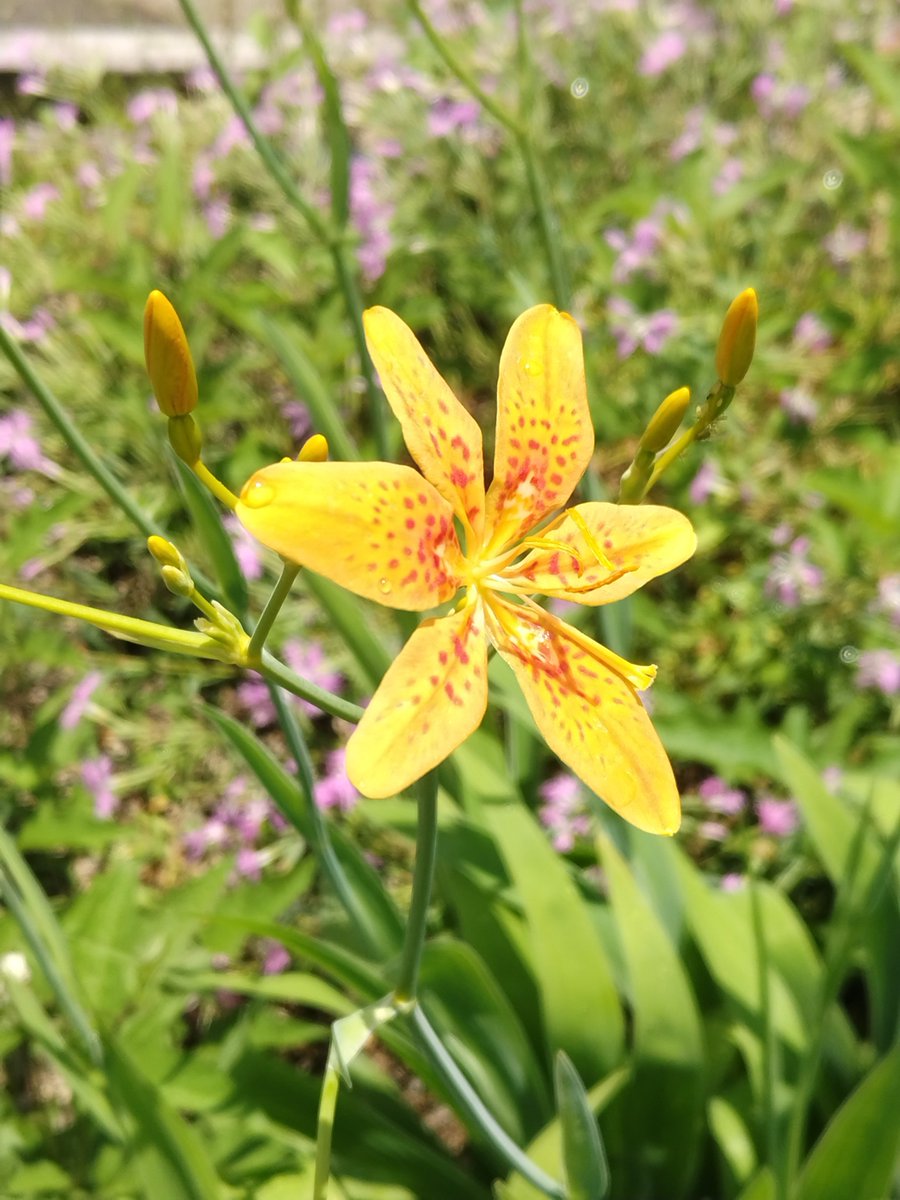 kbgguide's tweet photo. ７月に入って、おなじみのヒオウギが開花😸@四季彩の丘
#京都府立植物園 https://t.co/becDuosSCc