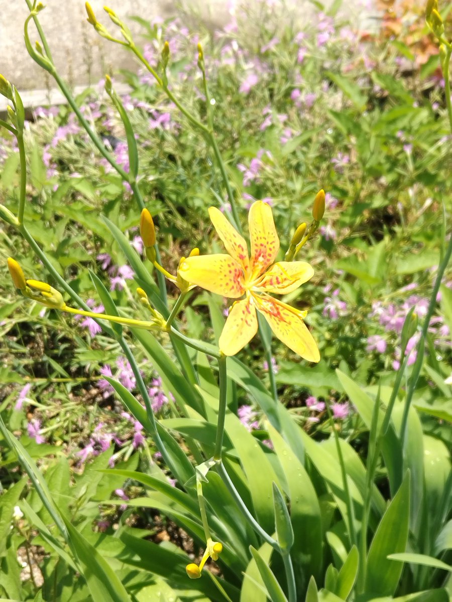kbgguide's tweet photo. ７月に入って、おなじみのヒオウギが開花😸@四季彩の丘
#京都府立植物園 https://t.co/becDuosSCc