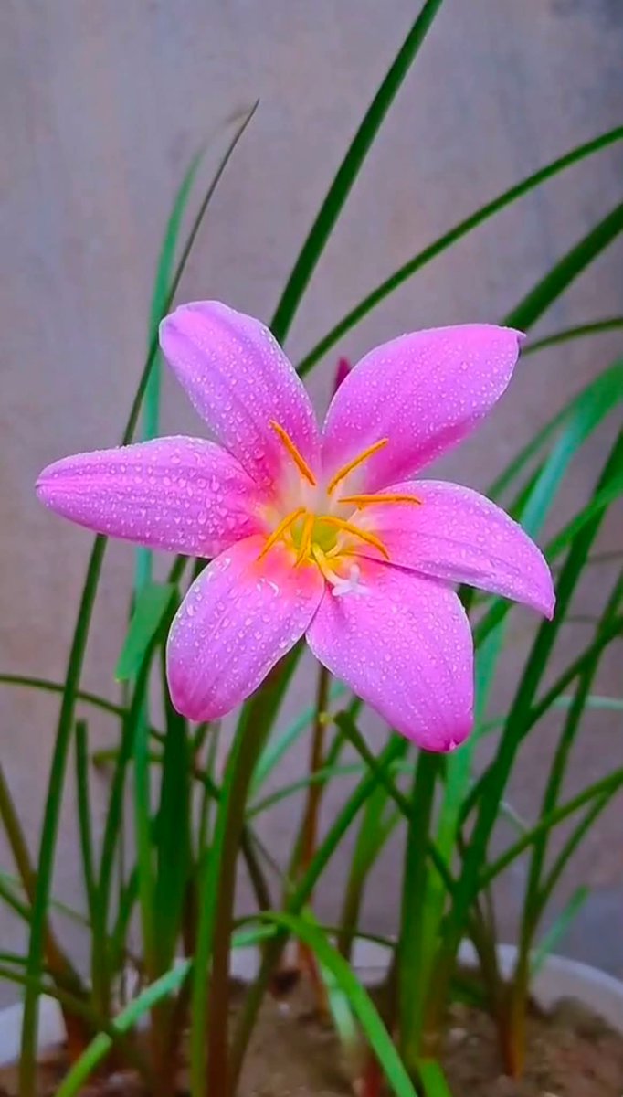 haileyjo29's tweet photo. 🌸 ขอให้เราเป็นคนที่ยังคงเชื่อในความใจดี เพราะโลกอาจเปลี่ยนไปมากแค่ไหน แต่ความอ่อนโยนก็ยังเป็นสิ่งที่มีคุณค่าเสมอ 🌷🌼
#นวดราชบุรี https://t.co/eRRDmu4GB4