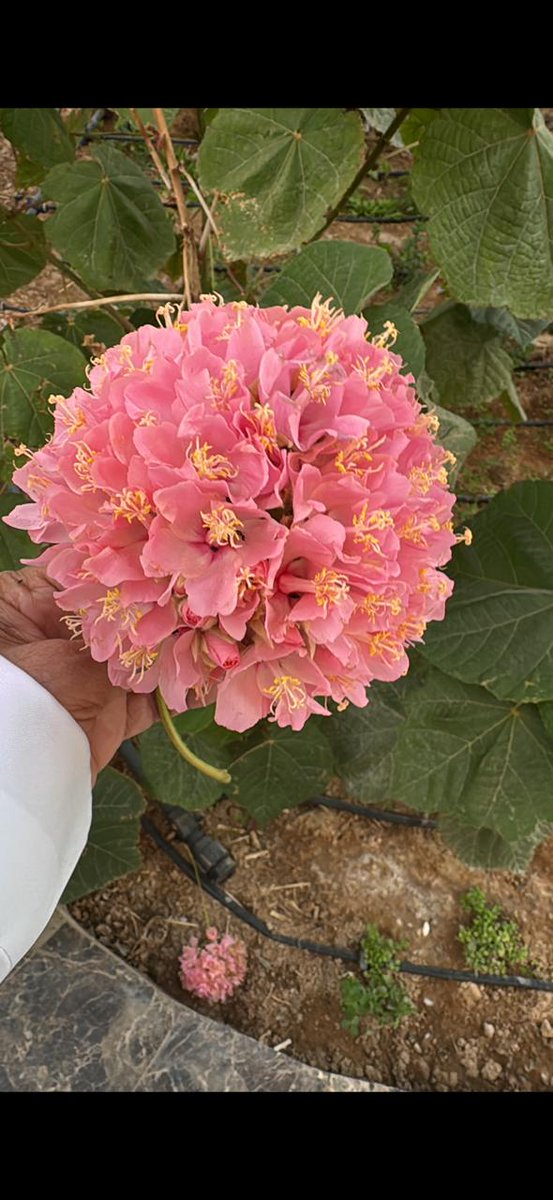 ashaowli's tweet photo. زهرة الدومبيا الوردية https://t.co/vmVjdVfGXm
