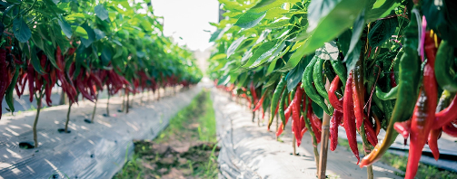 Alice7q's tweet photo. 🌶️ US chili farms (CA/TX/AZ) don’t just need drip tape—they need a full irrigation system.
💧 Drip + Filtration + Fertigation + Design
IRRIELE provides integrated irrigation solutions.
👉 Save water | Increase yield | Improve ROI
#DripIrrigation #AgTech #IRRIELE https://t.co/n885093icf