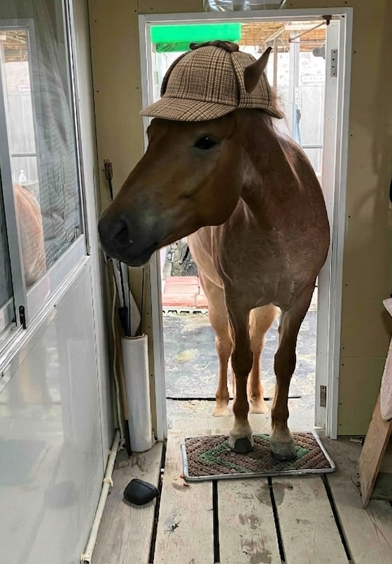 washuba_horse's tweet photo. ボク、ほづみ。
保安官してるんだぁ。
ちょっと、お部屋に入って調べさせてもらいます。
怪盗じゃじゃ姫が、🥕を狙っているので。
＃怪盗　＃和種馬ホースランド　＃大阪府柏原市 https://t.co/0qXtOSbsOh