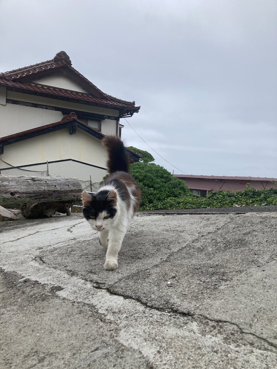kuronekotashiro's tweet photo. 遅くなりましたが
こちらもどうぞ😺
バロンやマーブルさんも来てくれました😸

#猫島 #tashirojima #catisland #CatOnX #cat #田代島クロネコ堂 #CatsOfX #cats https://t.co/kVH1936m33