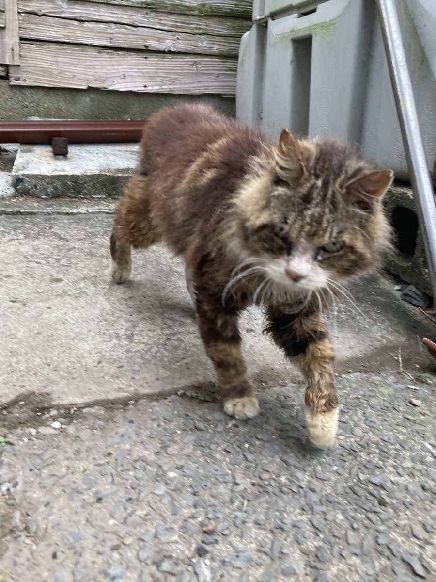 kuronekotashiro's tweet photo. 遅くなりましたが
こちらもどうぞ😺
バロンやマーブルさんも来てくれました😸

#猫島 #tashirojima #catisland #CatOnX #cat #田代島クロネコ堂 #CatsOfX #cats https://t.co/kVH1936m33
