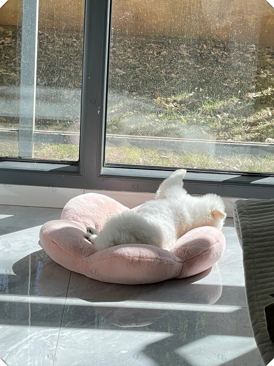 AngleMasztal's tweet photo. My lazy Sunday just got perfect—curled up with my fur baby and a warm mug of coffee, no plans needed https://t.co/qL74jDRbqV