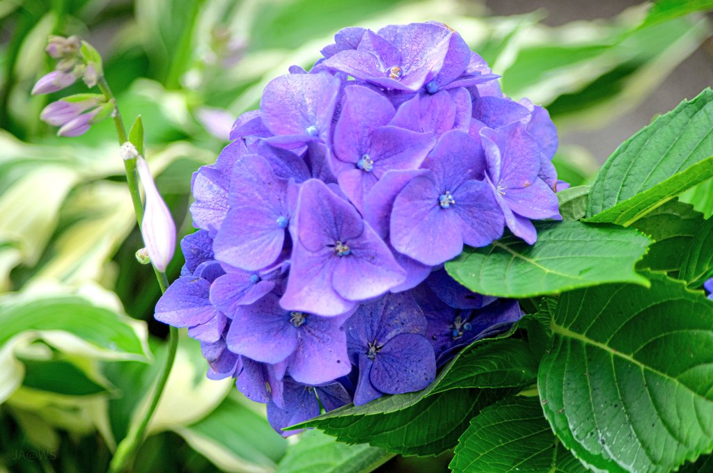 w_susukigawa's tweet photo. 7月2日
ご近所の草花・その1279
アジサイ!
#K3II #紫陽花 https://t.co/DC04KKFYsL