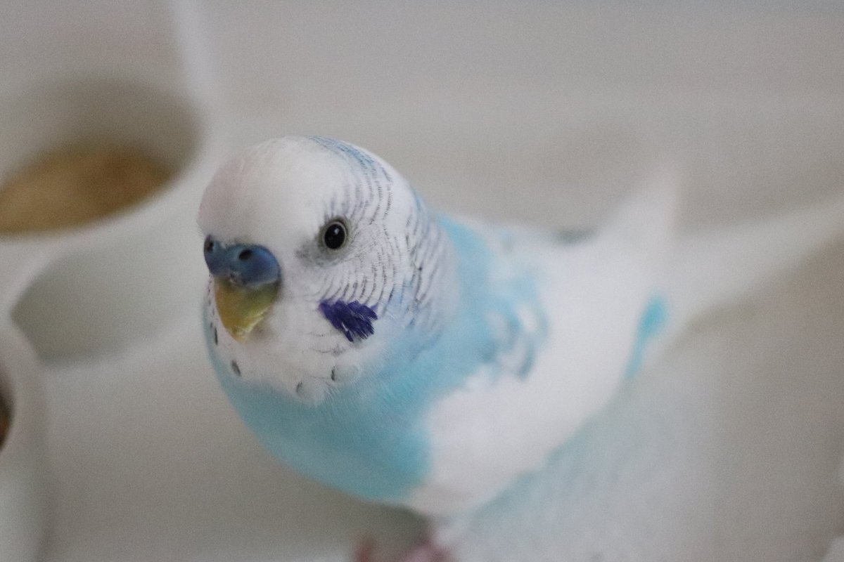 TSUBASA6077's tweet photo. 【保護情報の拡散】
※TSUBASAで保護された鳥ではありません。
鳥種：セキセイインコ
保護場所：埼玉県蕨市
保護日時：2026年6月29日 17時頃
特徴：白、ブルー系のパイドで脚に一部欠損あり
届出警察署：蕨警察署

情報拡散のご協力をお願いいたします。 https://t.co/t4tvcHDwK6