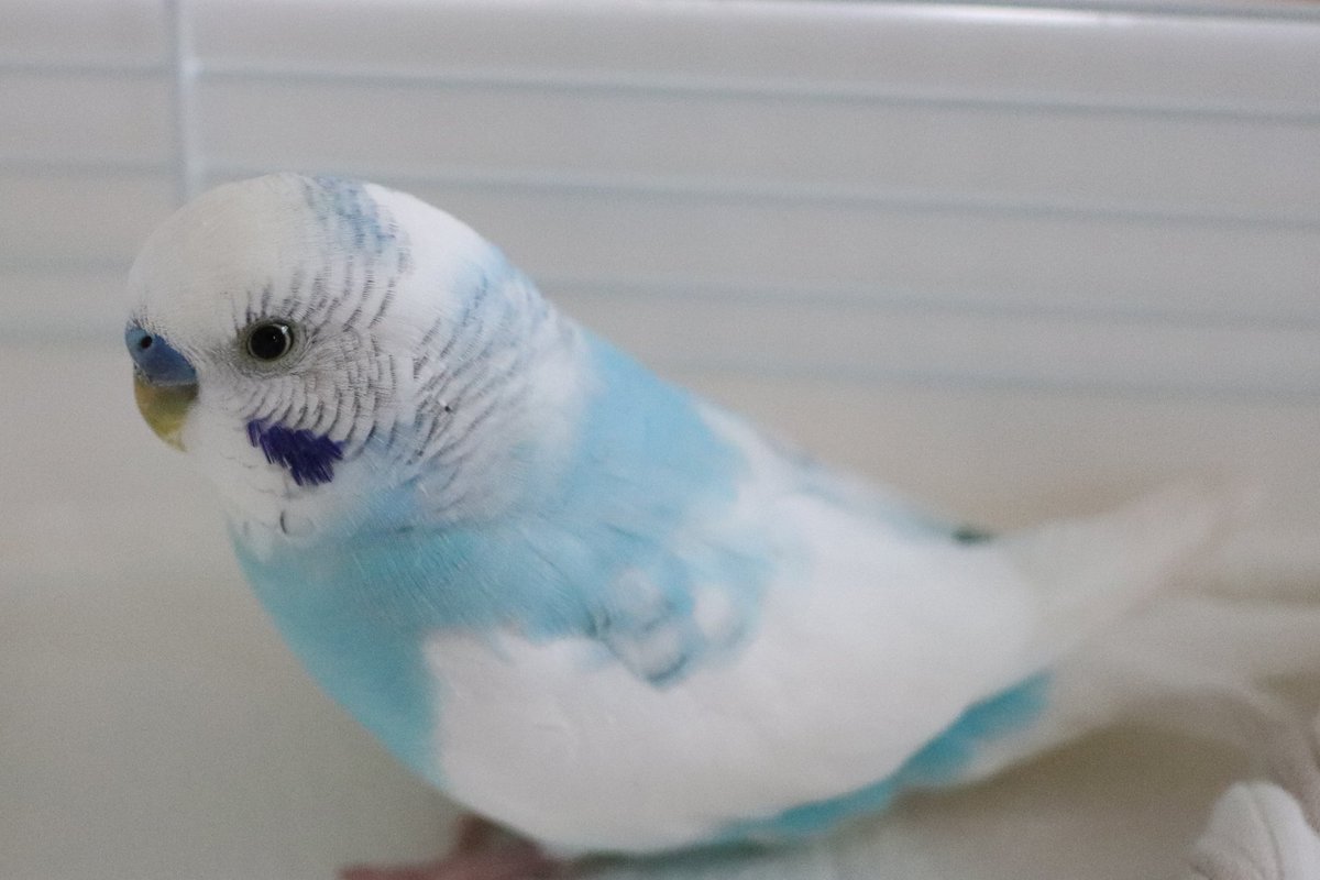 TSUBASA6077's tweet photo. 【保護情報の拡散】
※TSUBASAで保護された鳥ではありません。
鳥種：セキセイインコ
保護場所：埼玉県蕨市
保護日時：2026年6月29日 17時頃
特徴：白、ブルー系のパイドで脚に一部欠損あり
届出警察署：蕨警察署

情報拡散のご協力をお願いいたします。 https://t.co/t4tvcHDwK6