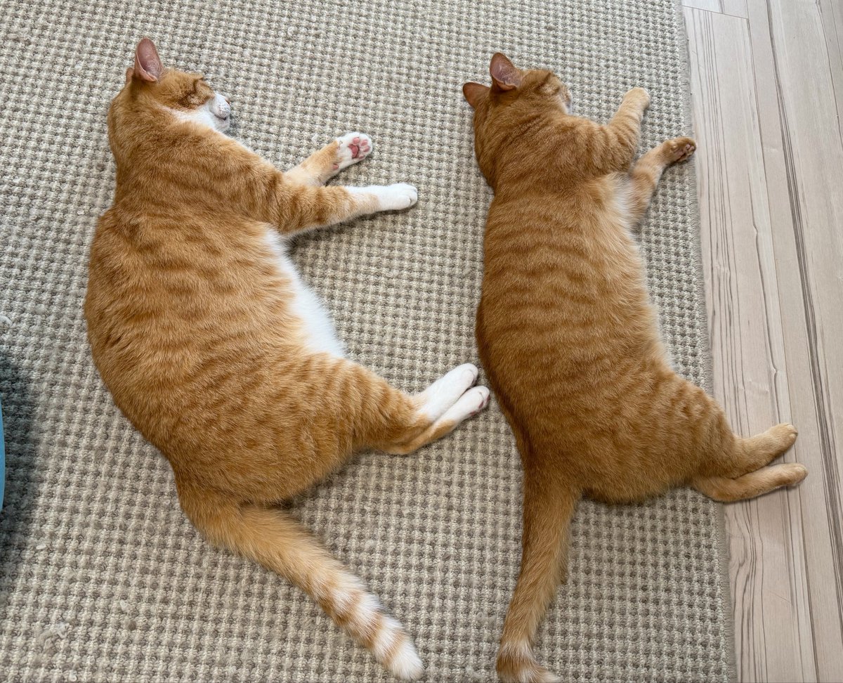 kunyan_kainyan's tweet photo. ①まず、ネコを並べます https://t.co/r3R7kJm5Bq