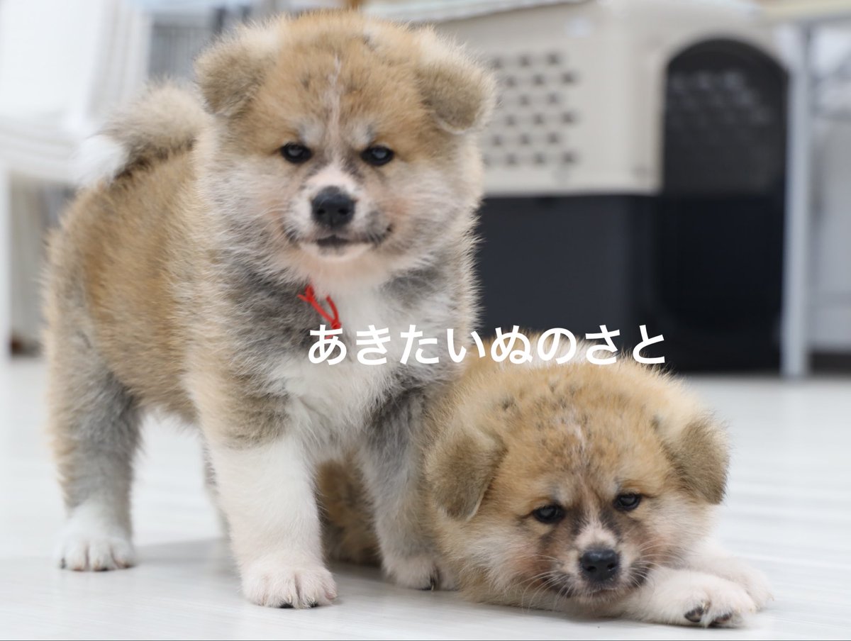 odate_akitainu's tweet photo. あっついね　水分補給だいじ

#秋田犬 #仔犬 #akitainu  #puppy #赤ちゃん https://t.co/byNoLfUyX7