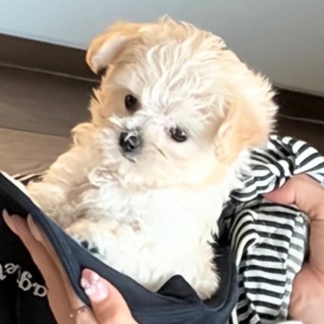 jiminxminjeong's tweet photo. 💙: she looks exactly like her mom https://t.co/4WpMKKGj6Z