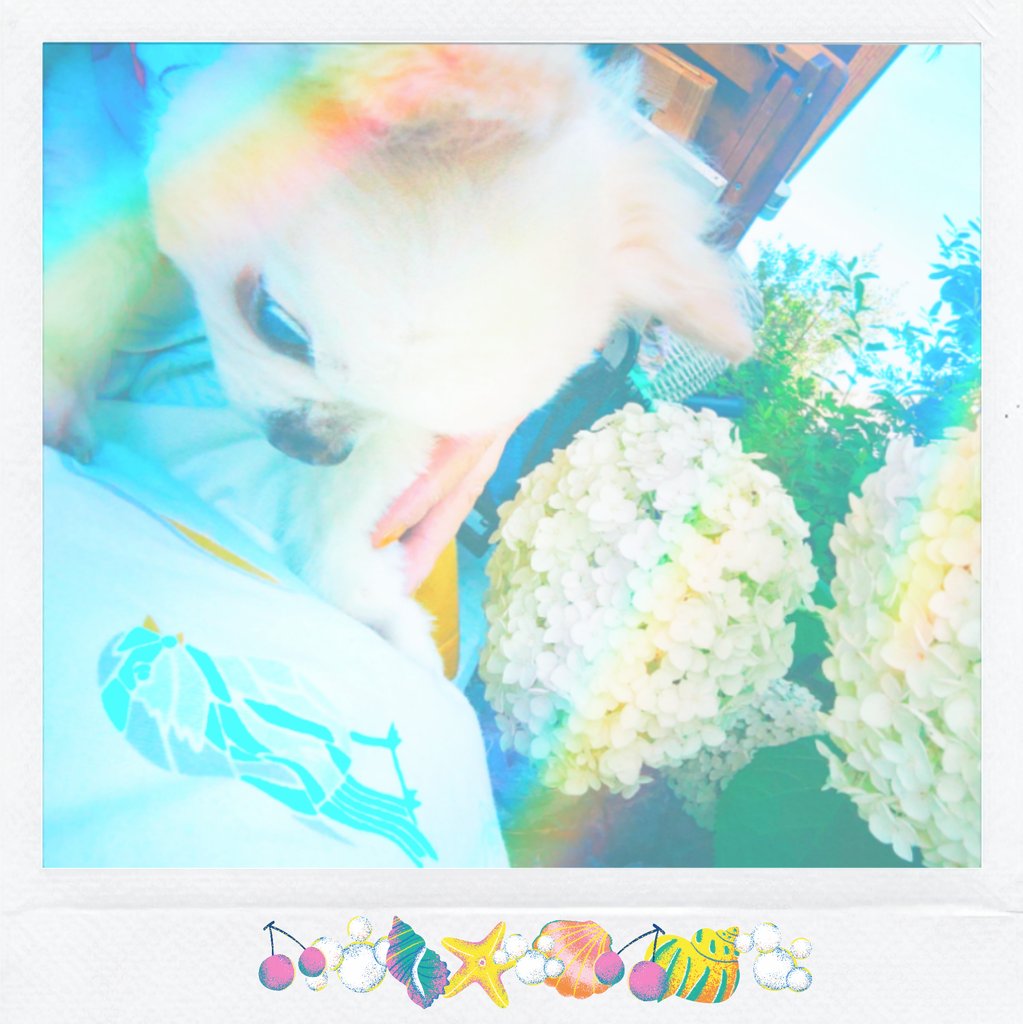 moncosan12's tweet photo. まぁるい 白い紫陽花
まぁるい ぼくちゃんの おつむ
なんと 愛しき
まる３つ😊🩵💭🤍🤍🤍 https://t.co/5amsUfNaVt