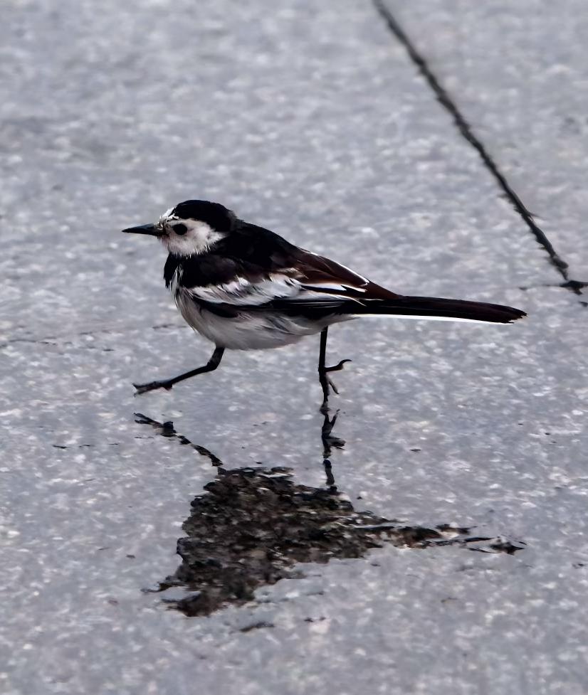 Runningxian's tweet photo. Little birds wander happily in the rain, and pedestrians choose not to disturb them.
#XiAnChina #CityWallPark https://t.co/CktdfAZkXx