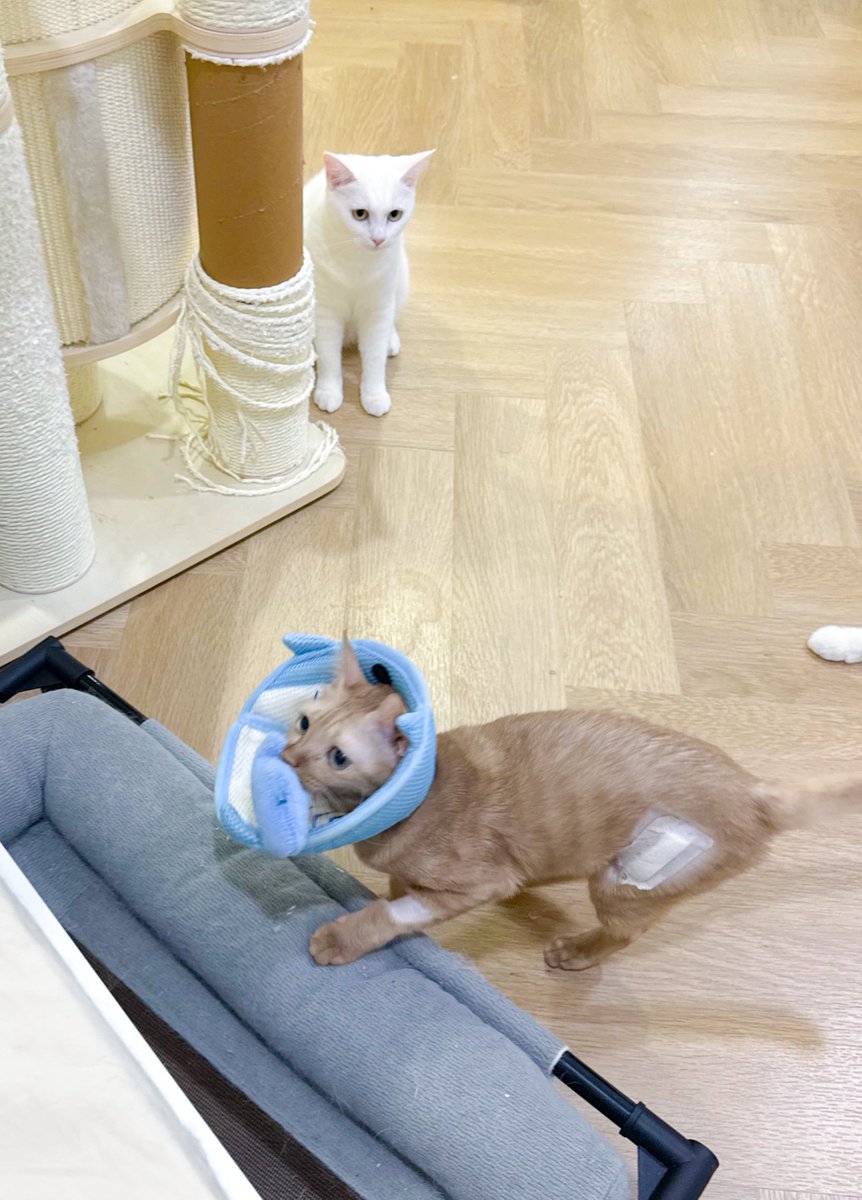 _DNVP2_'s tweet photo. ลำโพงไม่เป็นอุปสรรค์ในการคาบตุ๊กตา ยังชวนยายเล่นเหมียนเดิมทุกวัน!!!! https://t.co/j3ZiiEarEl