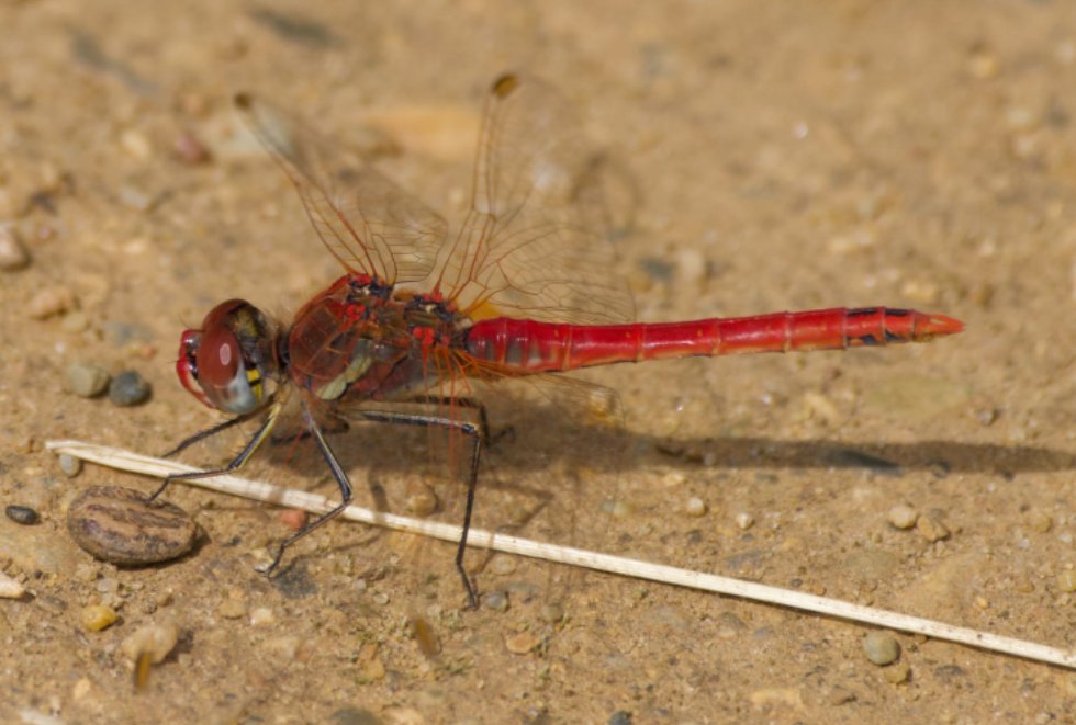 sesame86's tweet photo. A ramble around Epping Forest with Tony C - 2 Norfolk Hawker Fairmead Pond, 5 Silver-washed Fritillary, 1 Red-veined Darter on Connaught Water &amp; an image from the car-park by Richard Saville, 1 Purple Emperor Buckhurst Hill https://t.co/iIkuVy3CVp