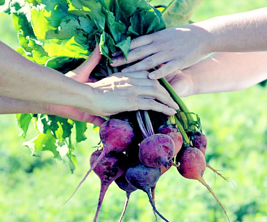 farmfreshtoyou's tweet photo. Know someone who would love healthy, organic produce deliveries? Send them your Refer-A-Friend code! Friends who use your code at signup receive $15 off their first box, and you'll receive a $25 account credit. When you share a bunch - you save a bunch! ⁠
https://t.co/xOePzGBJjl https://t.co/WLZnMMwqFU