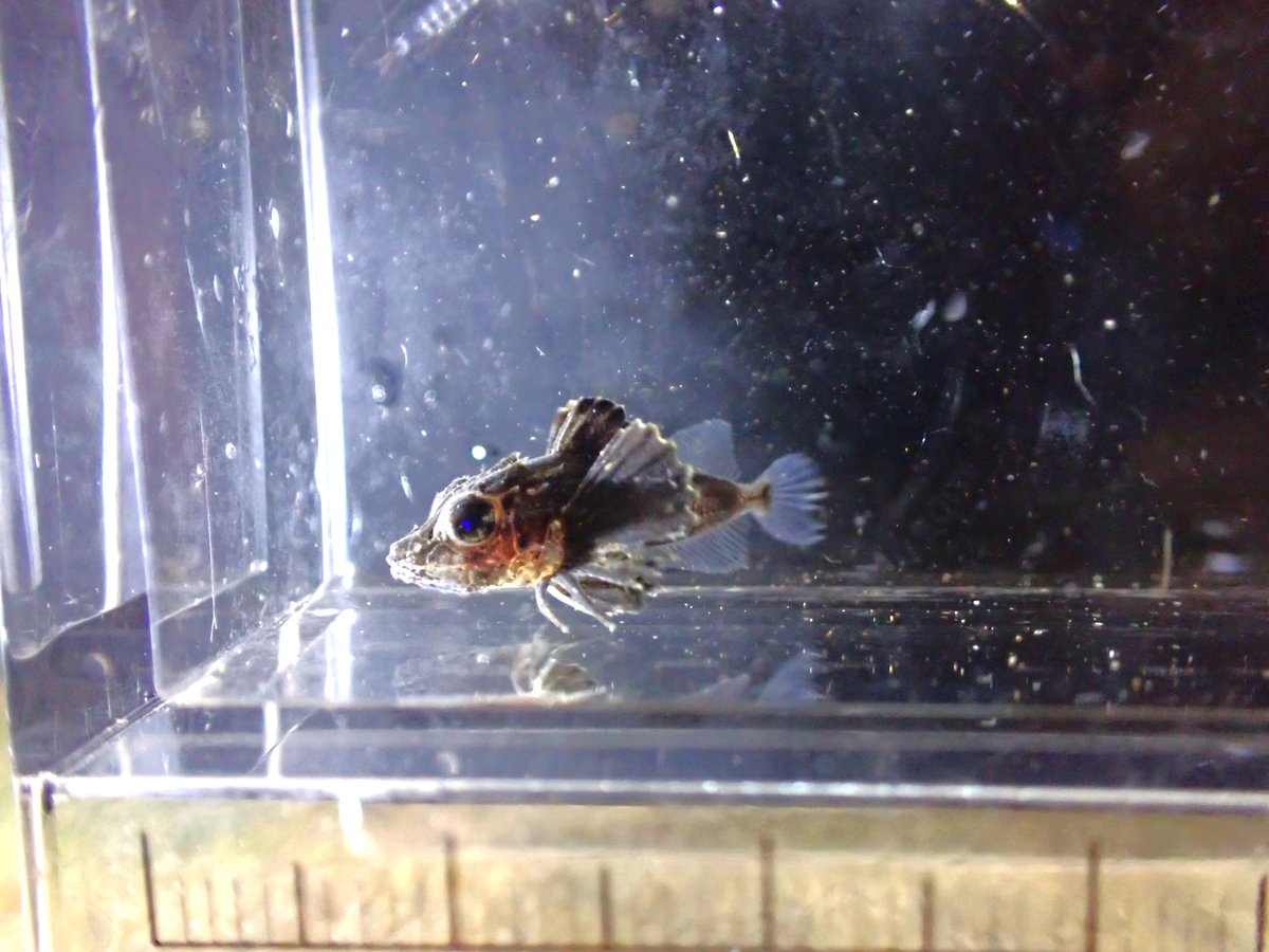 KasaiSuizokuen's tweet photo. 仔稚魚期から育てたホウボウが展示デビュー！！

葛西臨海水族園では、自然への影響を減らすため、若魚や成魚と比べて数が多く、卵と比べて育てやすい仔稚魚を採集して展示する取り組みを行っています。

今回「東京湾の漁業」水槽にデビューしたホウボウは、2月に採集し、仔稚魚期から育ててきた個体です。
今後も成長してく姿をぜひご覧ください！