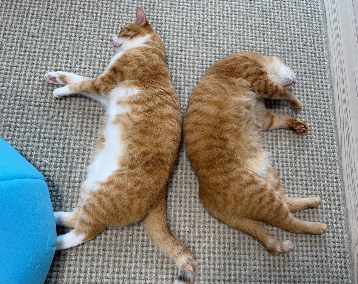 kunyan_kainyan's tweet photo. ③左右それぞれの手でお腹を撫でられるよう、左のネコの向きを変えます https://t.co/q64Qjwry3J