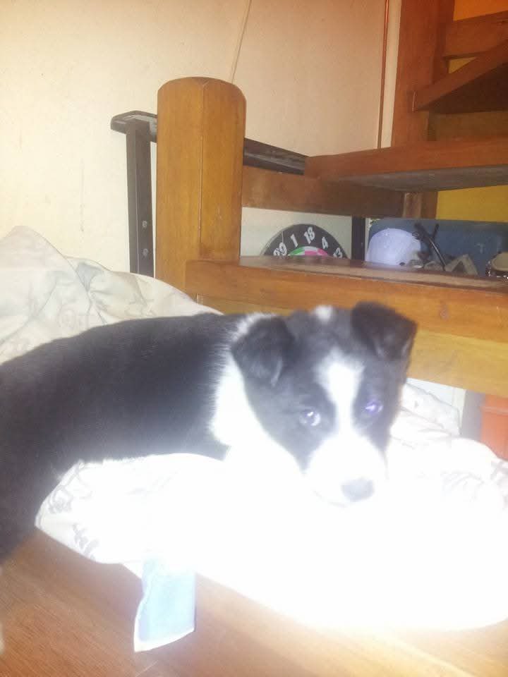 lufuentessss's tweet photo. 13 años de puro amor, pero el amor me lo dio el https://t.co/5pLrB257q1