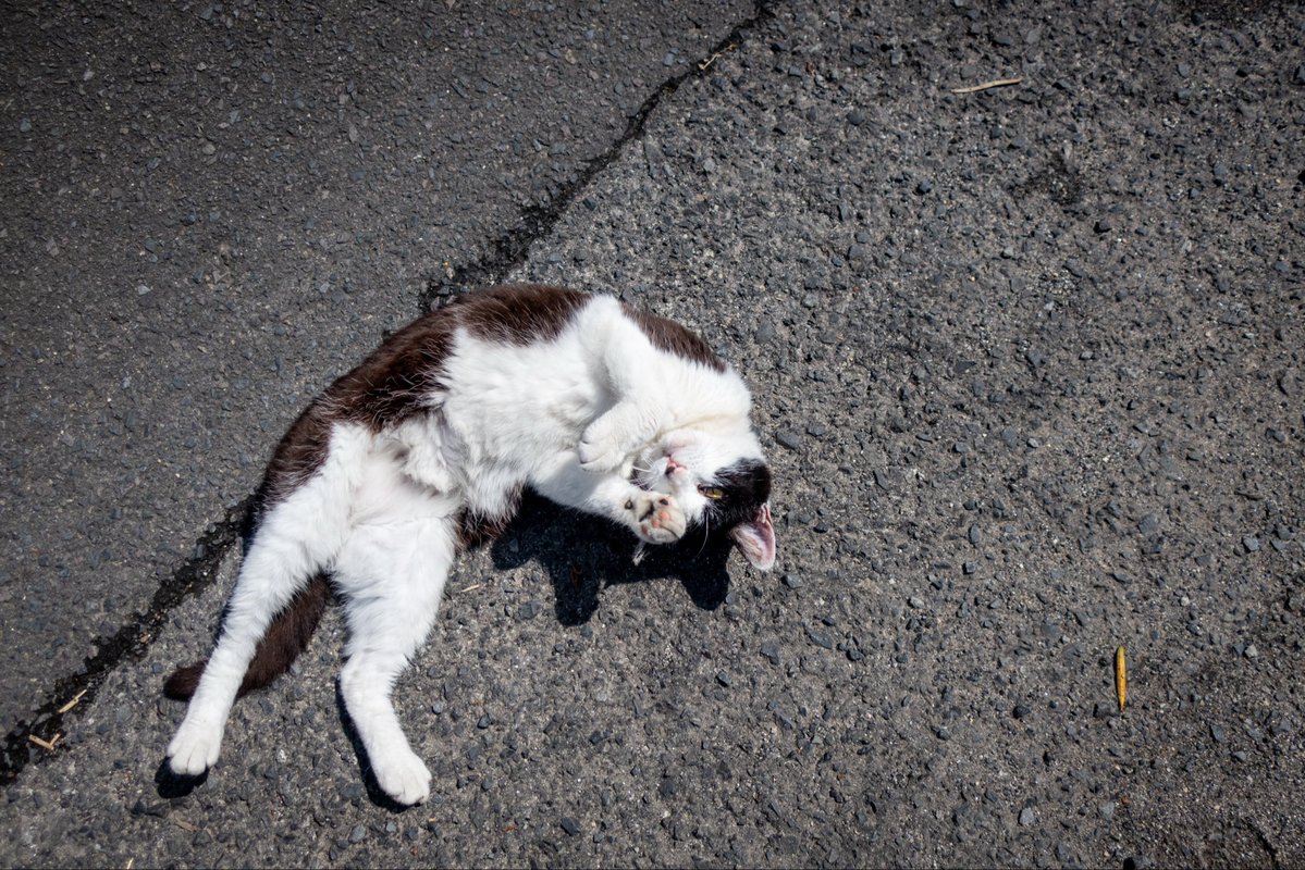 haniyan0821's tweet photo. ねこがねころんだ
#猫写真 https://t.co/gEo0zwbofL