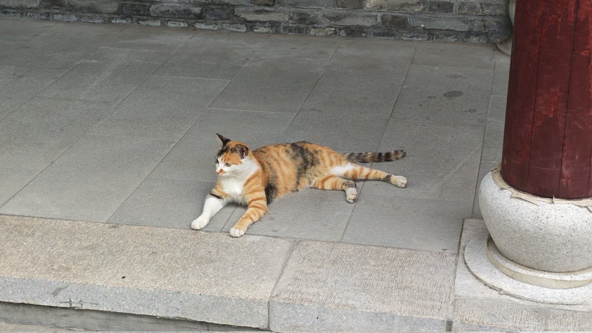 hzi1656830's tweet photo. 全是猫咪，还有希特勒猫 https://t.co/uQoOIRUT78
