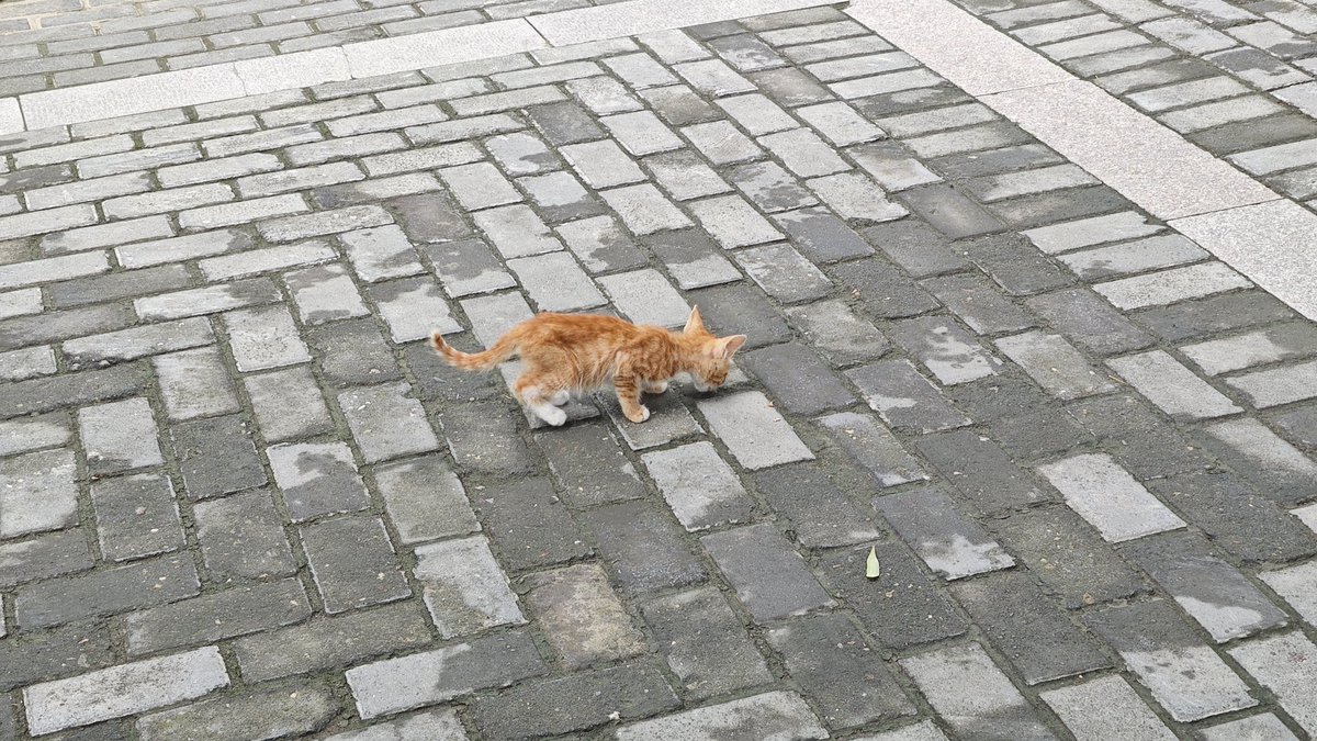 hzi1656830's tweet photo. 全是猫咪，还有希特勒猫 https://t.co/uQoOIRUT78