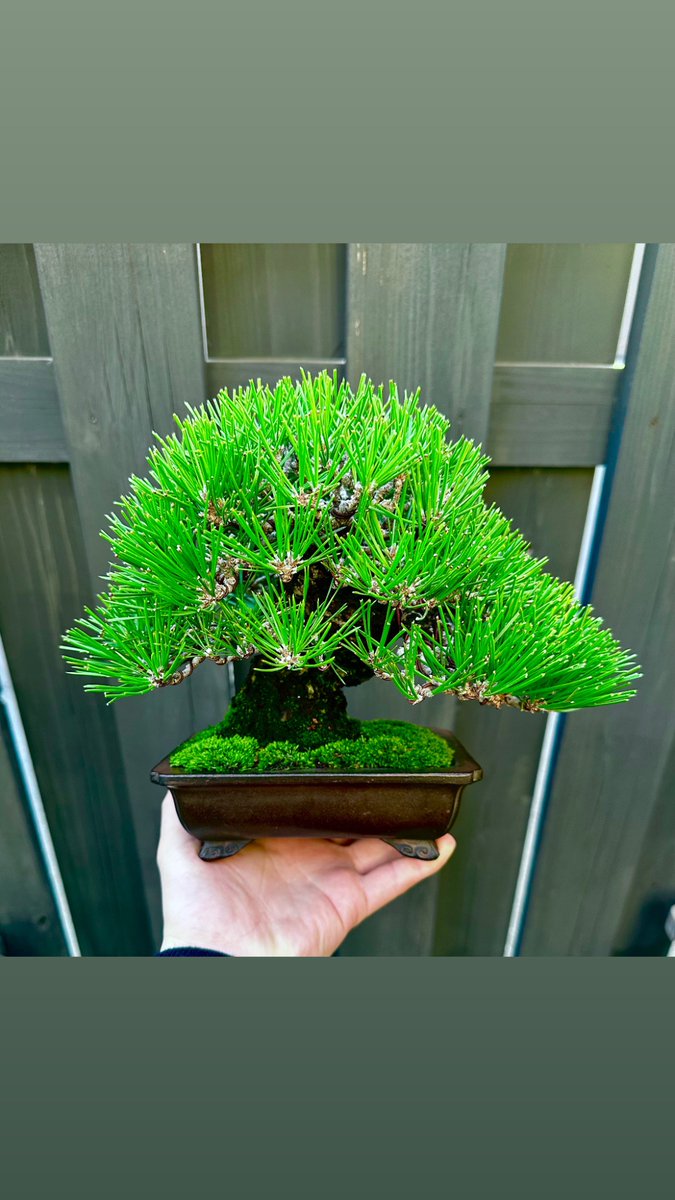 convexoconcave's tweet photo. My garden, Yamatoen, was robbed this early morning and my black pine was among the stolen pieces. It was a masterpiece that I had exhibited at the 100th Kokufu Exhibition this year. It was in an over-the-century old rectangular vase. Please help spread the information worldwide. https://t.co/K4BjsFjafo