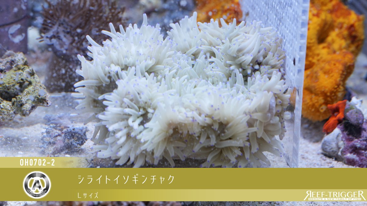 REEF_TRIGGER's tweet photo. New Arrival

[超美]タマイタダキイソギンチャクTOXICグリーン　Lサイズ
シライトイソギンチャク　Lサイズ

https://t.co/vie3AuVyWZ https://t.co/CrxxLxRcHX