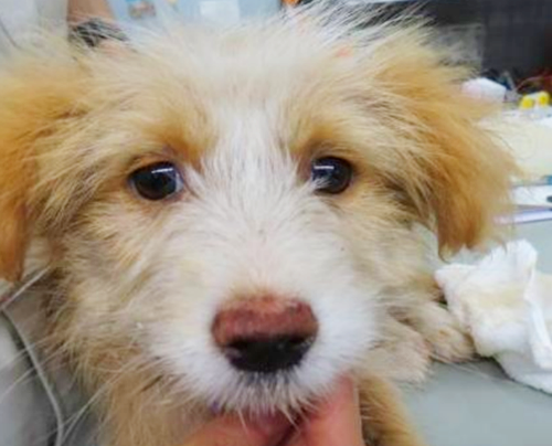 NpoSeikenJouto's tweet photo. 1日収容された子犬。お預かり出来る方はいらっしゃいますか？ご協力頂ける方がおりませんと助け出せません。当会にご連絡下さい。 https://t.co/bvNP4IQZkm