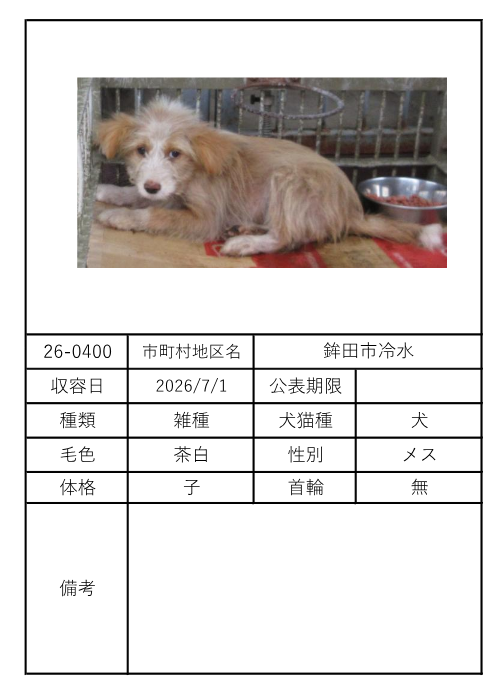 NpoSeikenJouto's tweet photo. 1日収容された子犬。お預かり出来る方はいらっしゃいますか？ご協力頂ける方がおりませんと助け出せません。当会にご連絡下さい。 https://t.co/bvNP4IQZkm