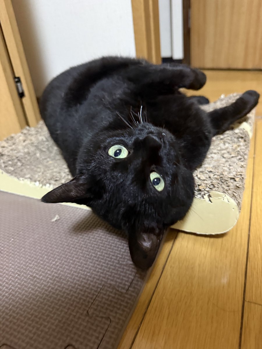 milktogomami's tweet photo. ごろごろ🐈‍⬛

#猫
#猫好きさんと繋がりたい
#黒猫 https://t.co/GRhKpayTT4