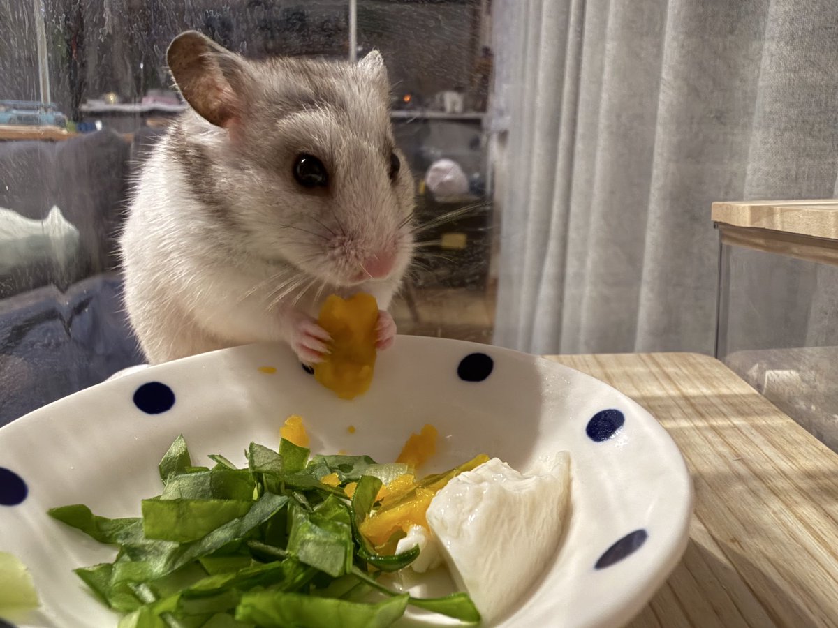 Tiffanys2R's tweet photo. 最近の🐹 https://t.co/9m6T7bIgOP