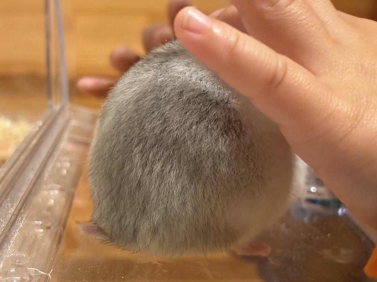 Tiffanys2R's tweet photo. 最近の🐹 https://t.co/9m6T7bIgOP