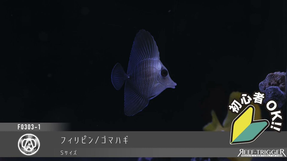REEF_TRIGGER's tweet photo. 欠品解除

ヒレナガハギ　MSサイズ
ゴマハギ　Sサイズ
キヘリキンチャクダイ 幼魚　Sサイズ
[複数割あり]八重山/キンセンイシモチ Sサイズ

https://t.co/3jAyE6L4fT https://t.co/JF61KEpuMU