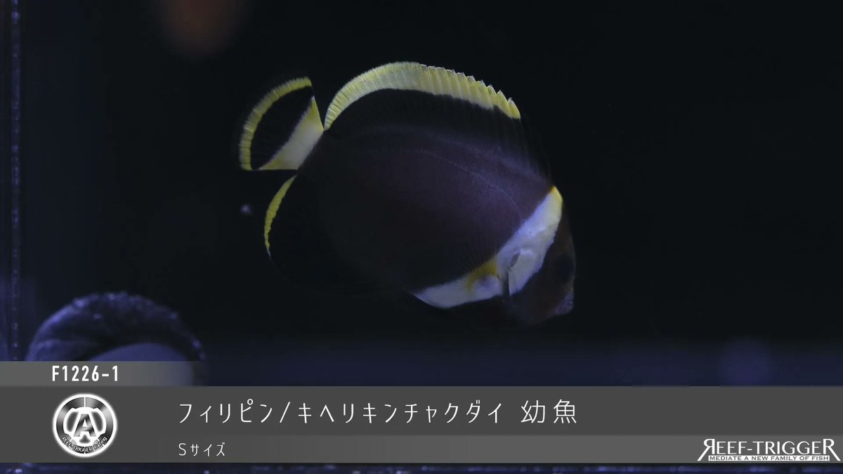 REEF_TRIGGER's tweet photo. 欠品解除

ヒレナガハギ　MSサイズ
ゴマハギ　Sサイズ
キヘリキンチャクダイ 幼魚　Sサイズ
[複数割あり]八重山/キンセンイシモチ Sサイズ

https://t.co/3jAyE6L4fT https://t.co/JF61KEpuMU