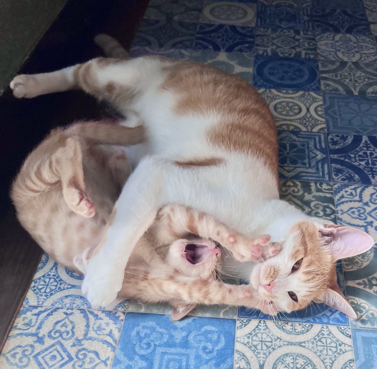 6464prpr's tweet photo. 子猫パワーに圧倒されてマザリアンの顔も虚無ってきた https://t.co/2o0YJRZFYp