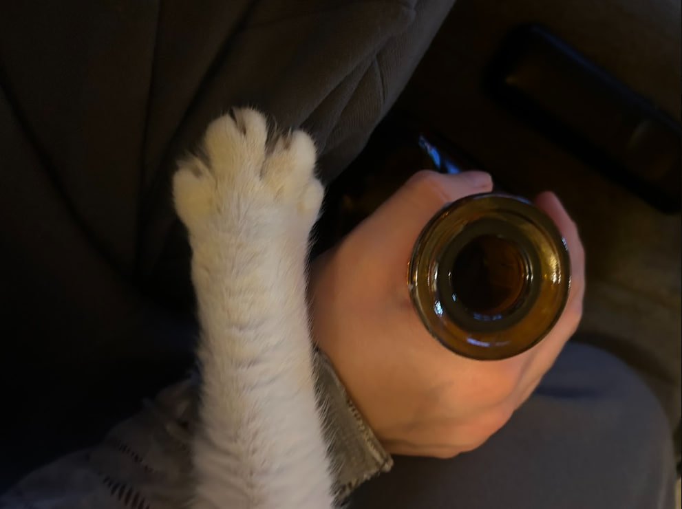 fckkaylaaa's tweet photo. if you also think cat paws are this cute, we should talk https://t.co/2vKEsQNiGn