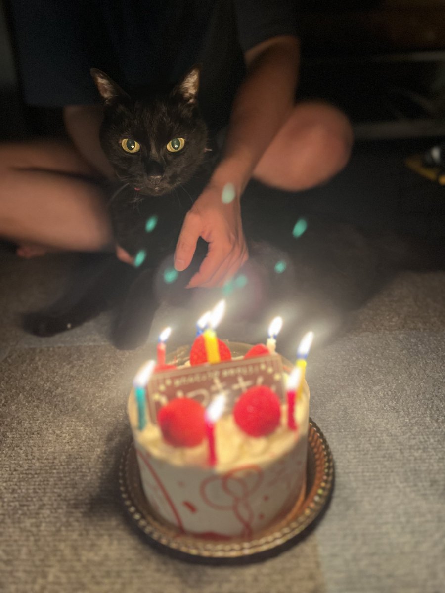 KaNe4cats's tweet photo. 昨日は樹さんのバースデー投稿にたくさんのメッセージをいただきありがとうございました❣️❣️
今年のケーキは、シャトレーゼさんで💞
(もちろん人間が食べますwww😋)
⁡何故か碧さんが興味津々w😂
猫さんズにはネコ缶を💞💞
ウマウマパーティーでした🎶
#猫好きさんと繋がりたい  #シャトレーゼ https://t.co/5oSogUgzg7