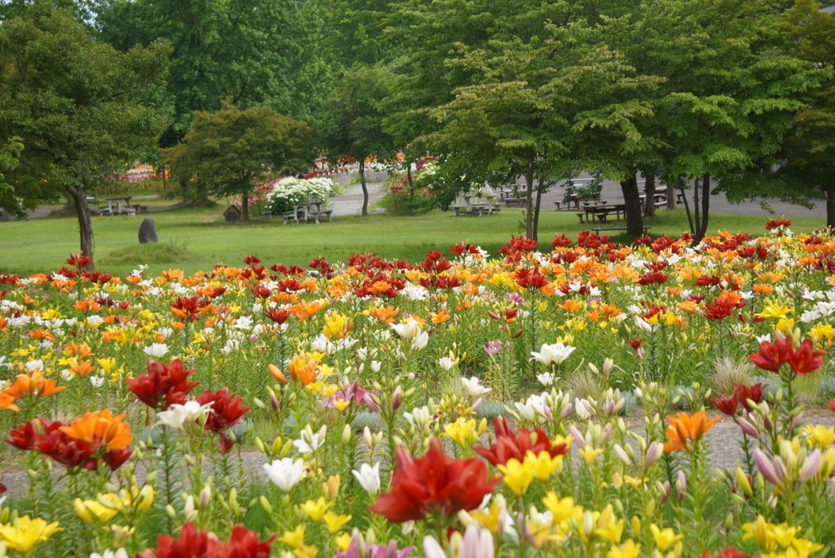 utau_kiyo's tweet photo. 全国の皆さーーん！！

山形県飯豊町に〝どんでん平ゆり園〟という何と多品種50万本のユリが咲く東北最大級のゆり園があります！

ちょうど今が見頃で7/19まで開園となってるようです。

夏の観光にぜひオススメ！
見る価値ありです☝️😊

#やまがた特命観光つや姫大使 https://t.co/ngAYe6QpDH