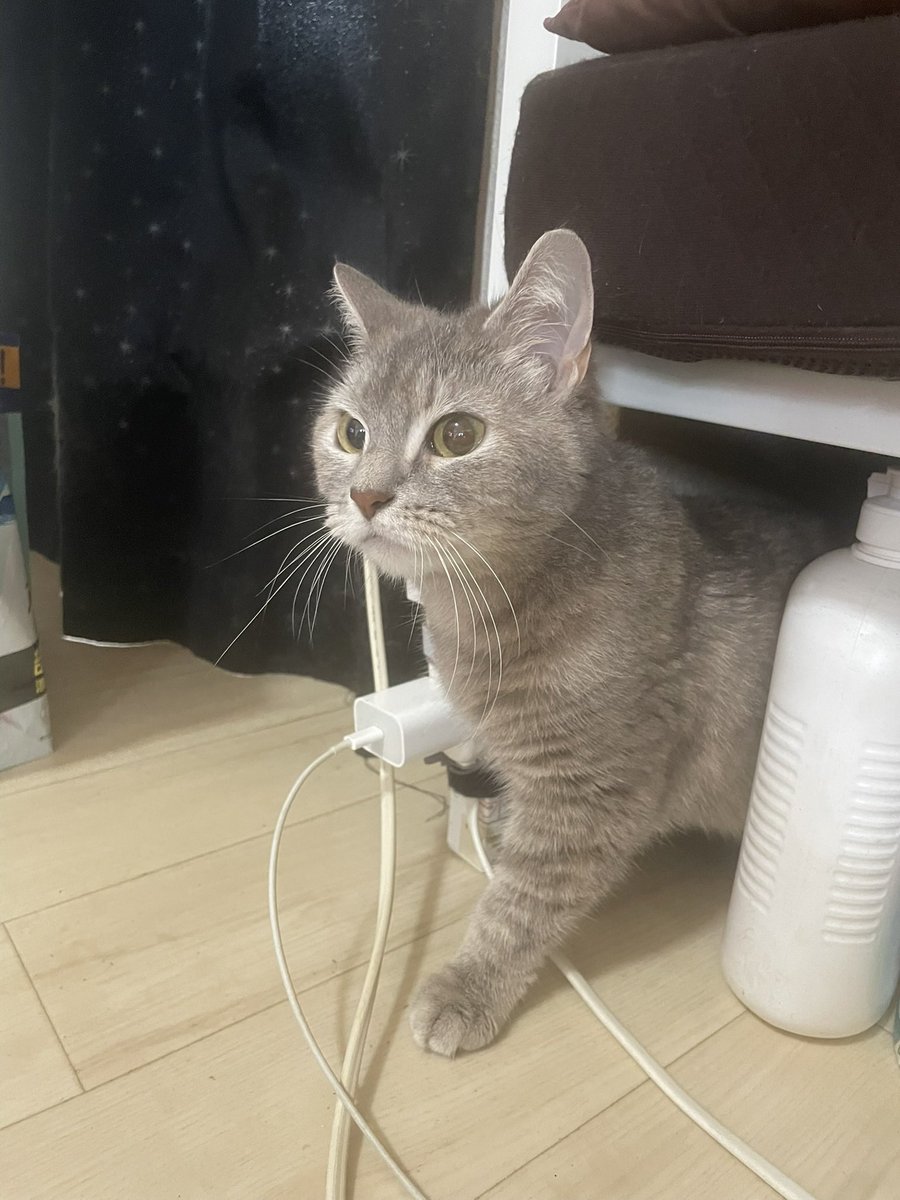 Tarimahime's tweet photo. これはJアラート訓練の音にびっくりしておめめまんまるおくちぷくぷくになっちゃったﾈｺﾁｬﾝ https://t.co/T76UdfFHGR