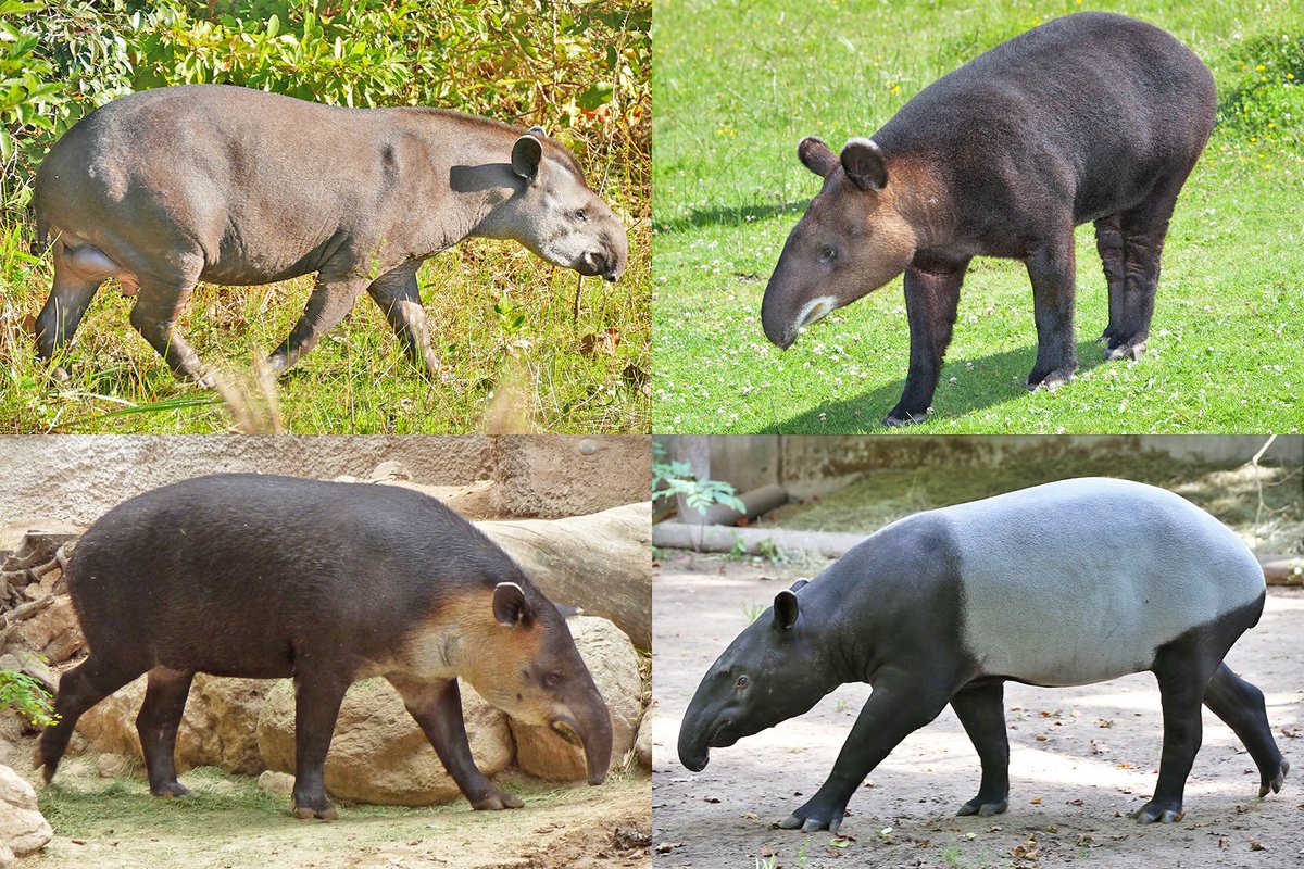 akunhewan's tweet photo. di dunia ini hanya ada 4 jenis tapir, tiga di antaranya hidup di benua amerika, dan hanya satu spesies yg hidup di asia tenggara: thailand, malaysia, dan sumatera.

saat ini IUCN telah memasukkan tapir dalam kategori "endangered" atau memiliki resiko kepunahan yang sangat tinggi. https://t.co/66DwpyEnY0