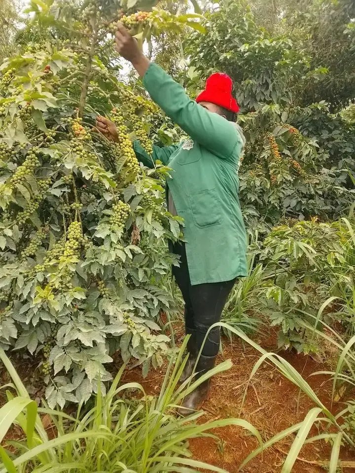 ByarugabaRemi's tweet photo. Dear  farmers,

What is Your todays Agenda?
#FarmVisit https://t.co/zUh1ZqvSr8